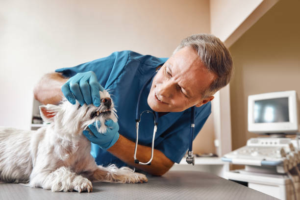Best Same-Day Emergency Dental Services in Mandeville, LA